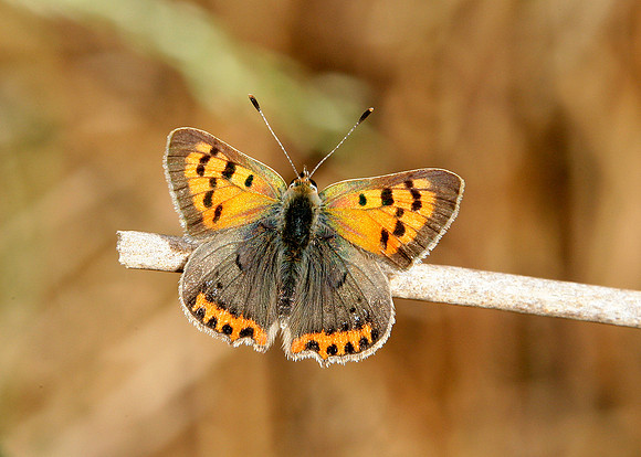 Small Copper Lycaena phlaeas
