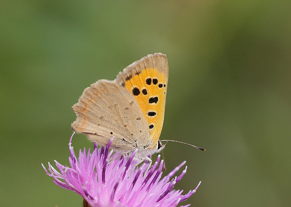 Small Copper Lycaena phlaeas