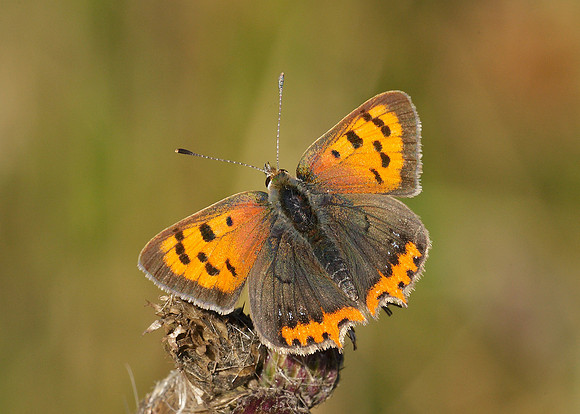 Small Copper Lycaena phlaeas