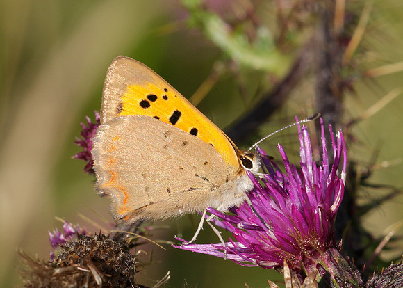 Small Copper Lycaena phlaeas