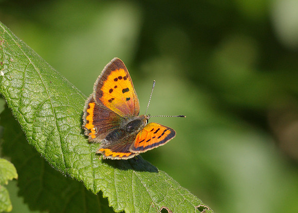Small Copper Lycaena phlaeas