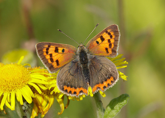 Small Copper Lycaena phlaeas