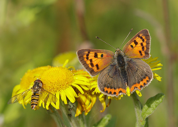 Small Copper Lycaena phlaeas