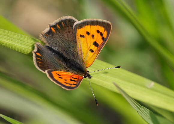 Small Copper Lycaena phlaeas