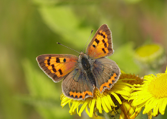 Small Copper Lycaena phlaeas