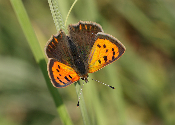 Small Copper Lycaena phlaeas