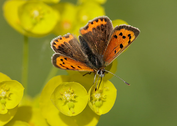 Small Copper Lycaena phlaeas