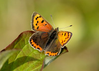 Small Copper Lycaena phlaeas