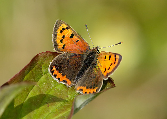 Small Copper Lycaena phlaeas