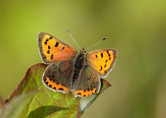 Small Copper Lycaena phlaeas