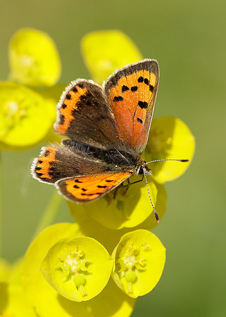 Small Copper Lycaena phlaeas