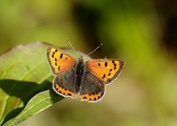 Small Copper Lycaena phlaeas