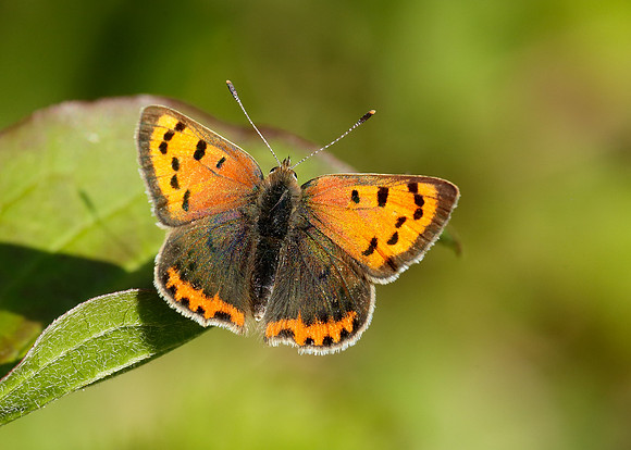 Small Copper Lycaena phlaeas