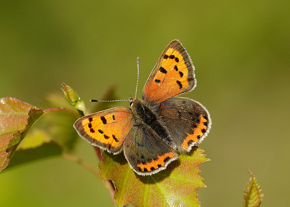 Small Copper Lycaena phlaeas