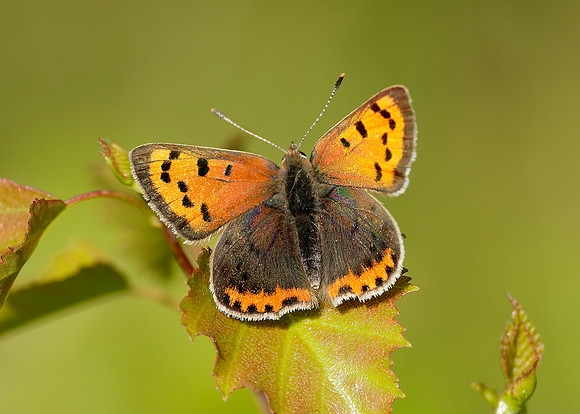Small Copper Lycaena phlaeas