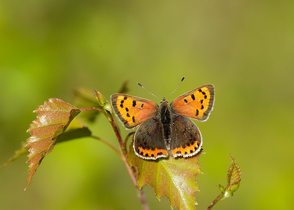 Small Copper Lycaena phlaeas