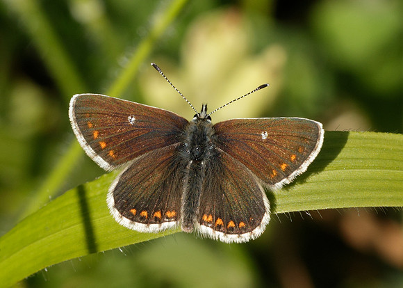Northern Brown Argus Aricia artaxerxes salmacis
