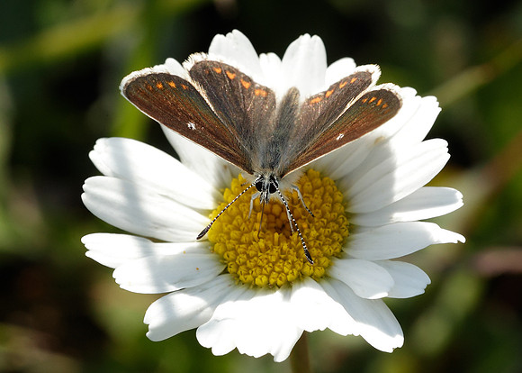 Northern Brown Argus Aricia artaxerxes salmacis