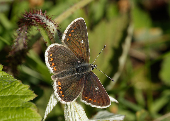 Northern Brown Argus Aricia artaxerxes salmacis