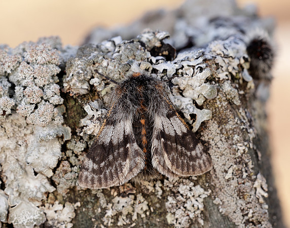 70.249 BF1929 Rannoch Brindled Beauty Lycia lapponaria