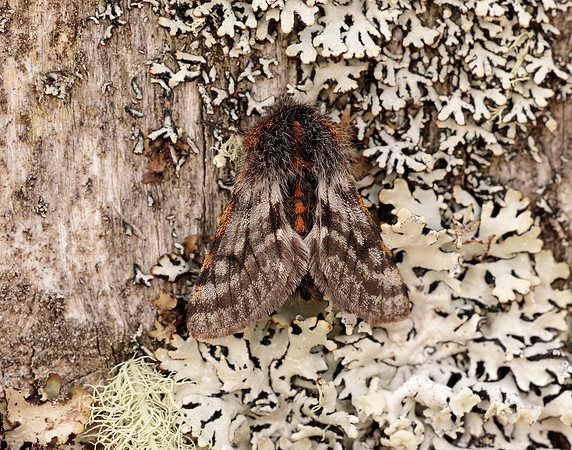 70.249 BF1929 Rannoch Brindled Beauty Lycia lapponaria