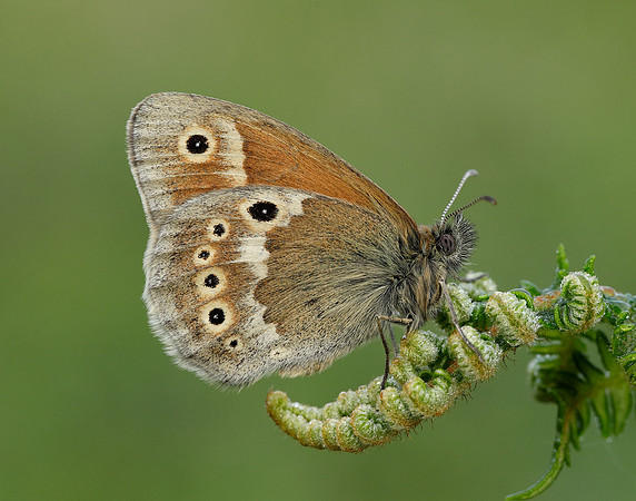 Large Heath Coenonympha tullia polydama