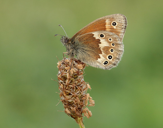 Large Heath Coenonympha tullia polydama