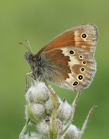 Large Heath Coenonympha tullia polydama