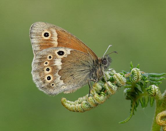 Large Heath Coenonympha tullia polydama