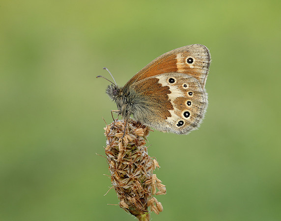 Large Heath Coenonympha tullia polydama