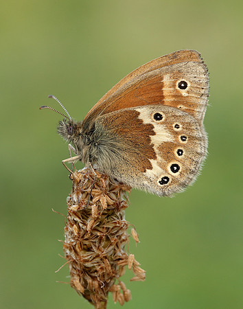 Large Heath Coenonympha tullia polydama