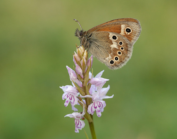 Large Heath Coenonympha tullia polydama