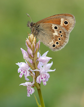 Large Heath Coenonympha tullia polydama