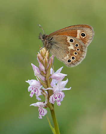 Large Heath Coenonympha tullia polydama