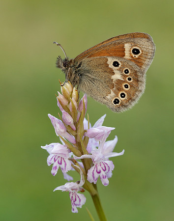 Large Heath Coenonympha tullia polydama
