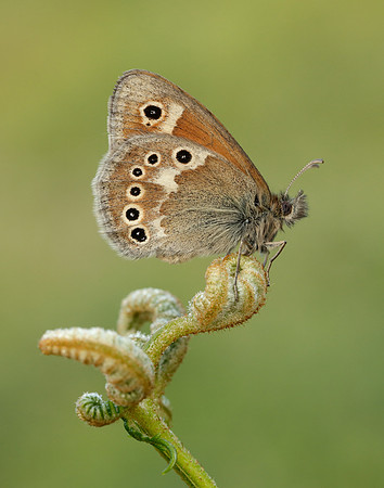 Large Heath Coenonympha tullia polydama