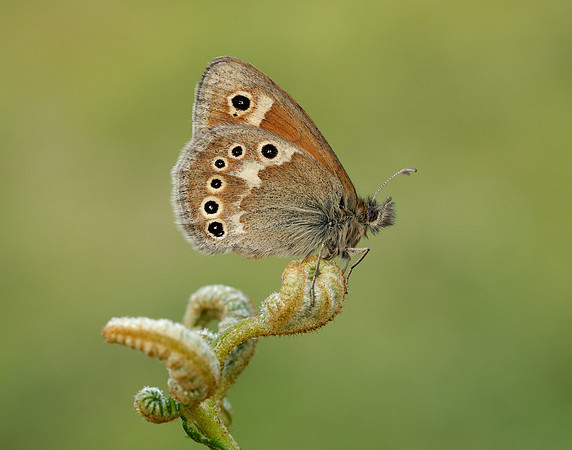 Large Heath Coenonympha tullia polydama
