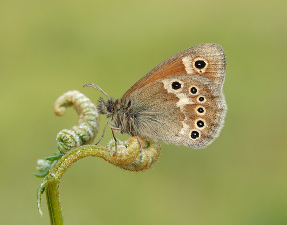 Large Heath Coenonympha tullia polydama