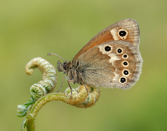 Large Heath Coenonympha tullia polydama