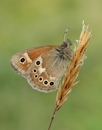 Large Heath Coenonympha tullia polydama