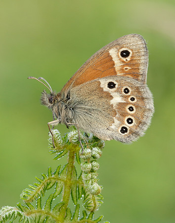 Large Heath Coenonympha tullia polydama