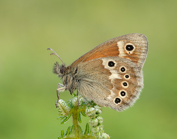 Large Heath Coenonympha tullia polydama