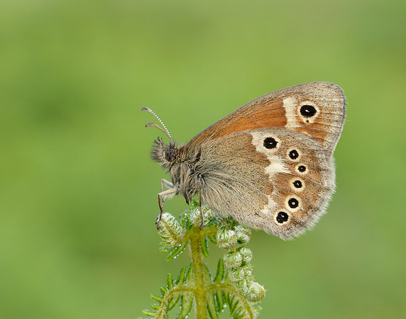 Large Heath Coenonympha tullia polydama