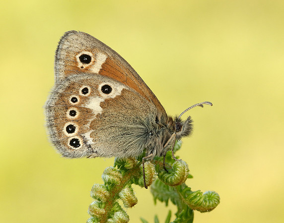 Large Heath Coenonympha tullia polydama