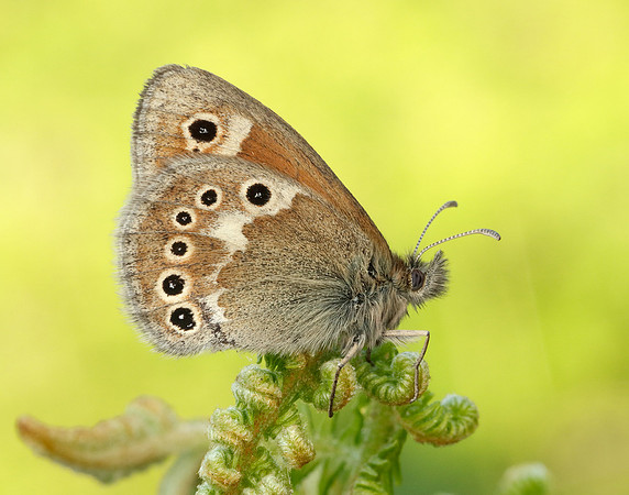 Large Heath Coenonympha tullia polydama