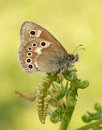 Large Heath Coenonympha tullia polydama