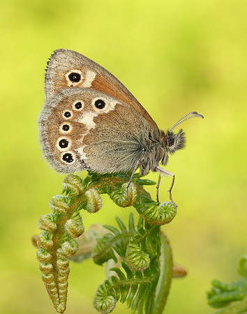 Large Heath Coenonympha tullia polydama