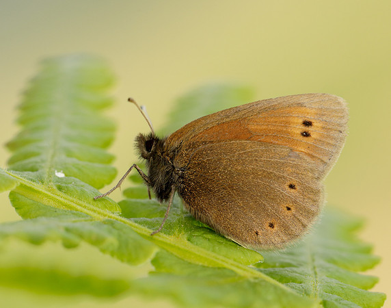 Mountain Ringlet Erebia epiphron