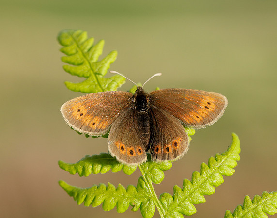 Mountain Ringlet Erebia epiphron