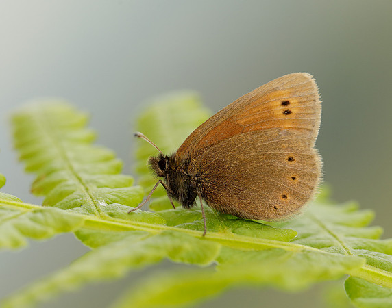 Mountain Ringlet Erebia epiphron